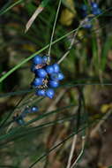 Слика од Liriope graminifolia (L.) Baker