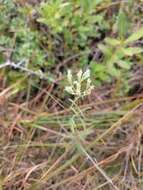 Plancia ëd Eupatorium leucolepis (DC.) Torr. & A. Gray