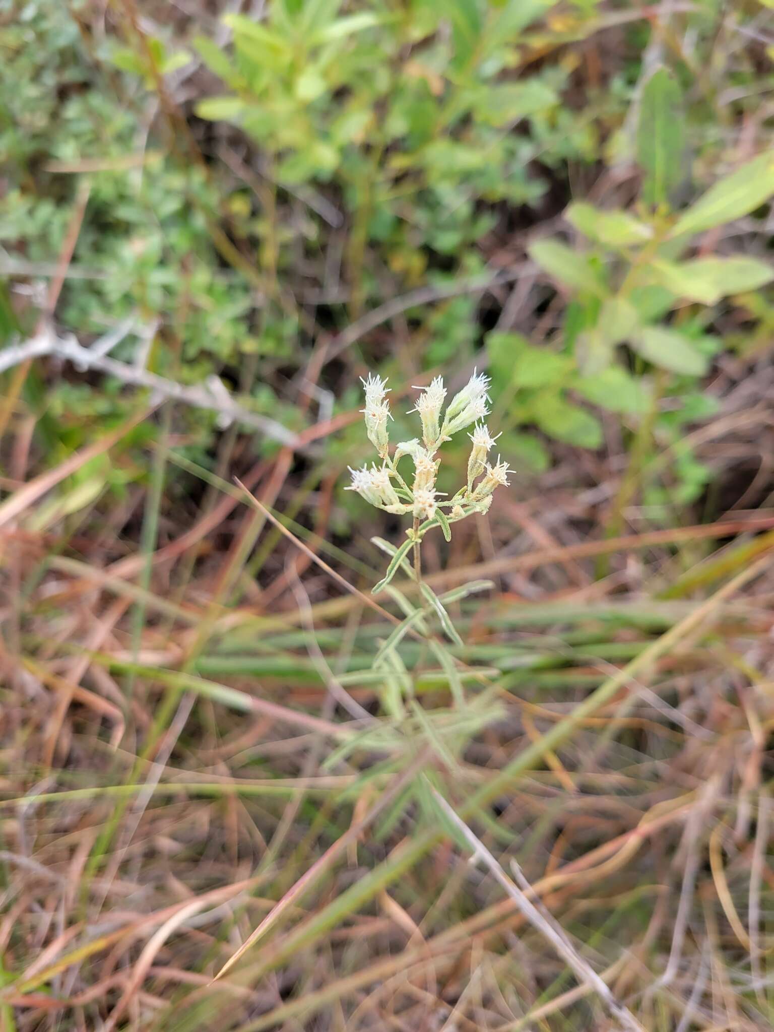 Eupatorium leucolepis (DC.) Torr. & A. Gray resmi