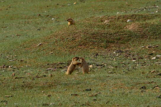 Image of Himalayan Marmot