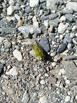 Image of clock cicada