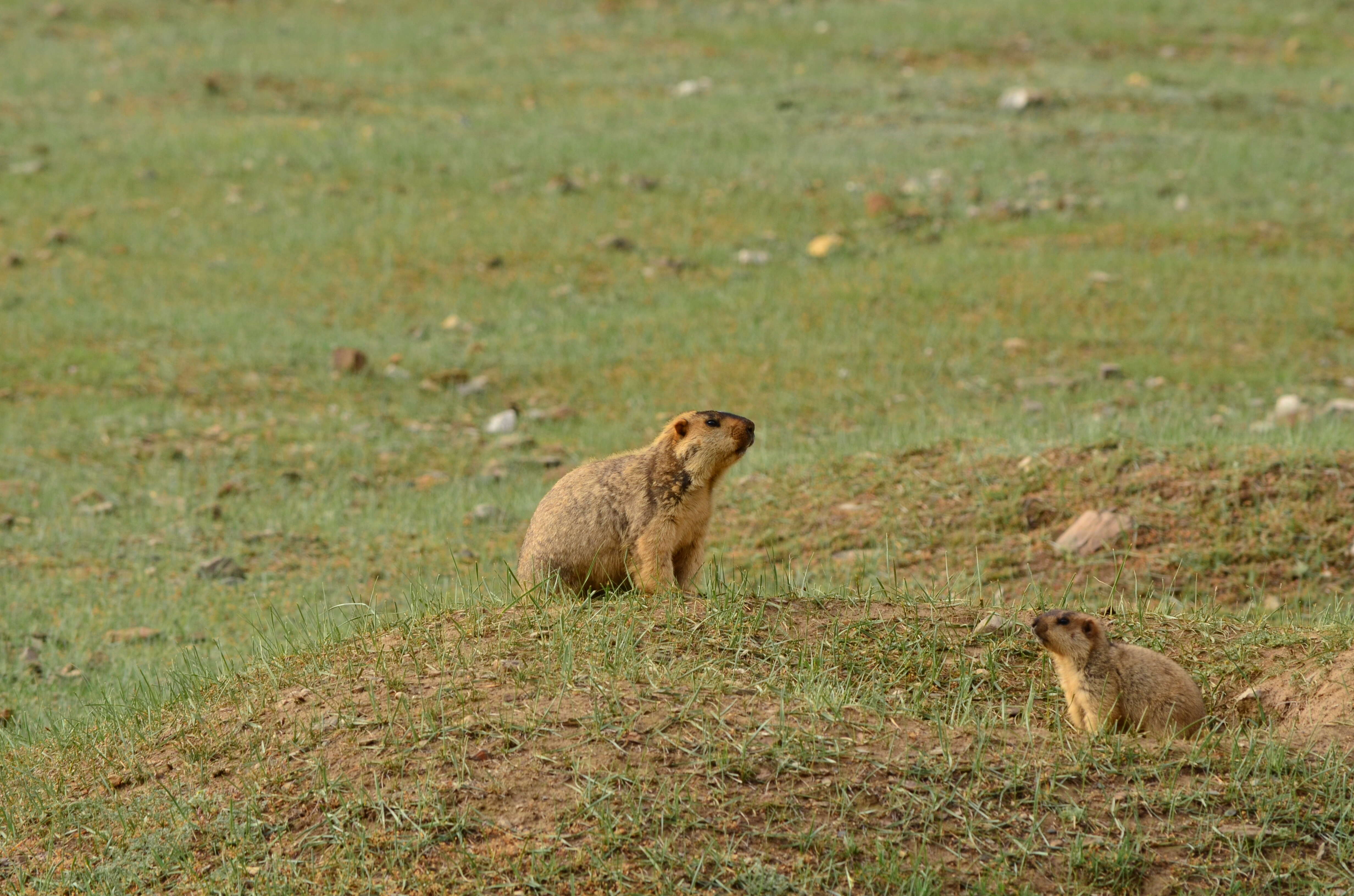 Image of Himalayan Marmot