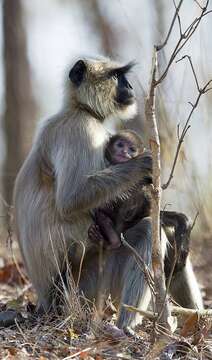 Image of Northern plains gray langur