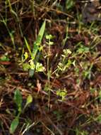 Слика од Euphorbia tetrapora Engelm.