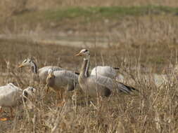 Image of Bar-headed Goose