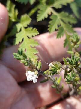 Imagem de Micromeria hyssopifolia Webb & Berthel.