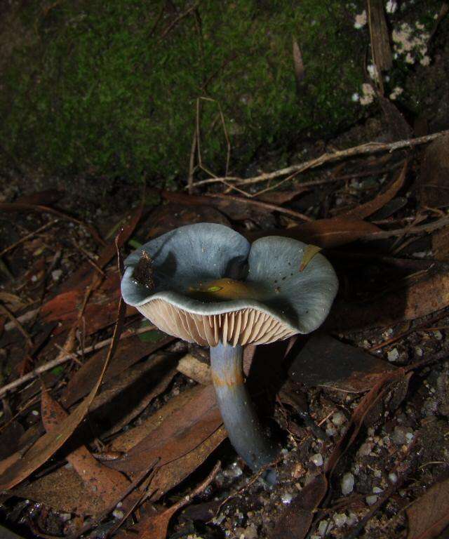 Image of Cortinarius rotundisporus Cleland & Cheel 1918