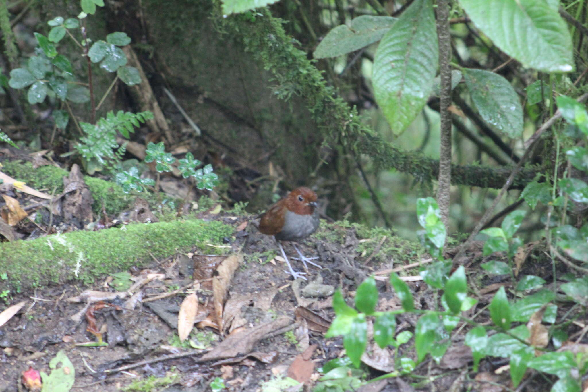 Image of Bicolored Antpitta