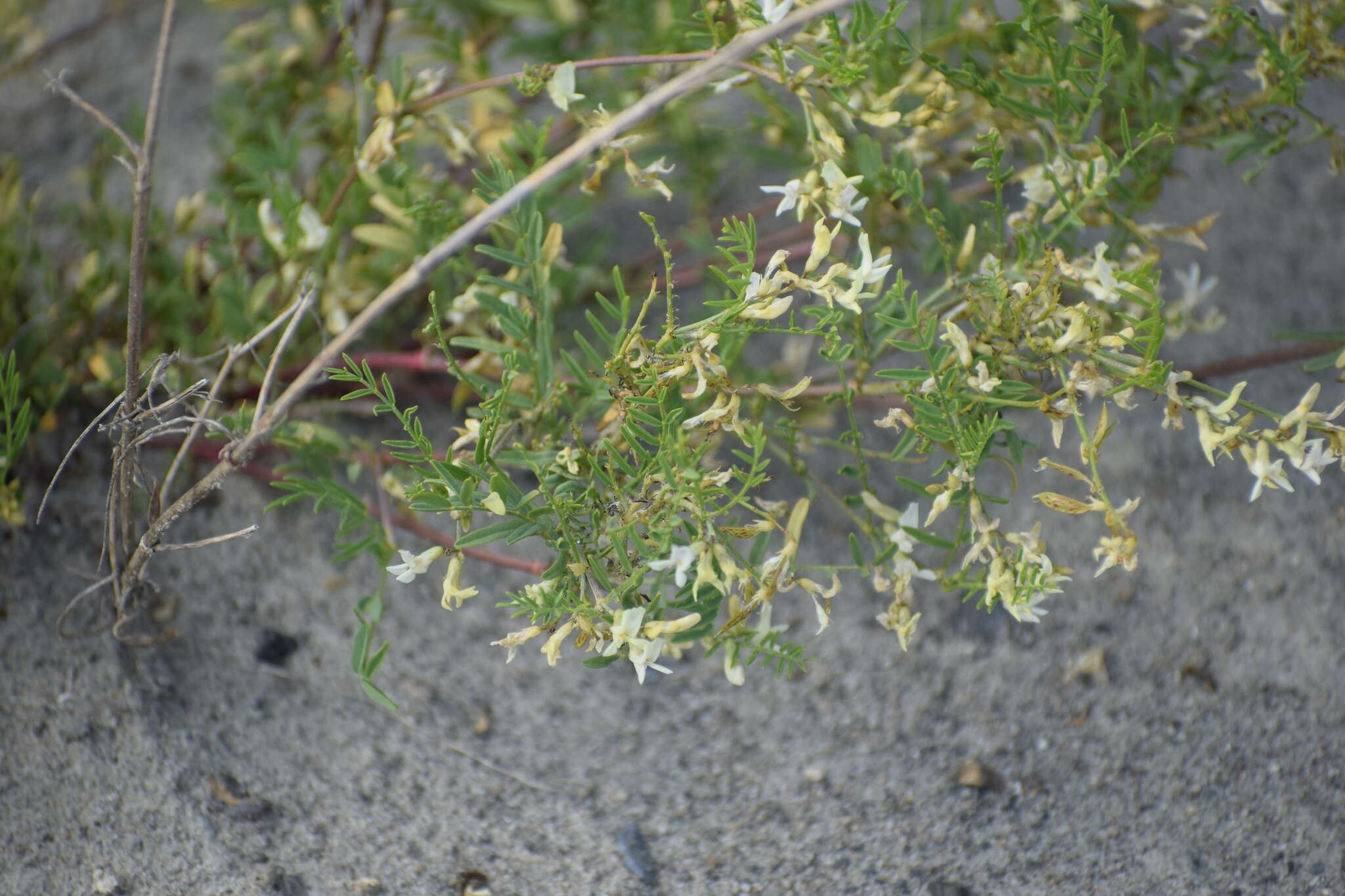 Image of looseflower milkvetch