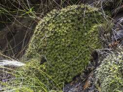 Image of Deuterocohnia brevifolia (Griseb.) M. A. Spencer & L. B. Sm.