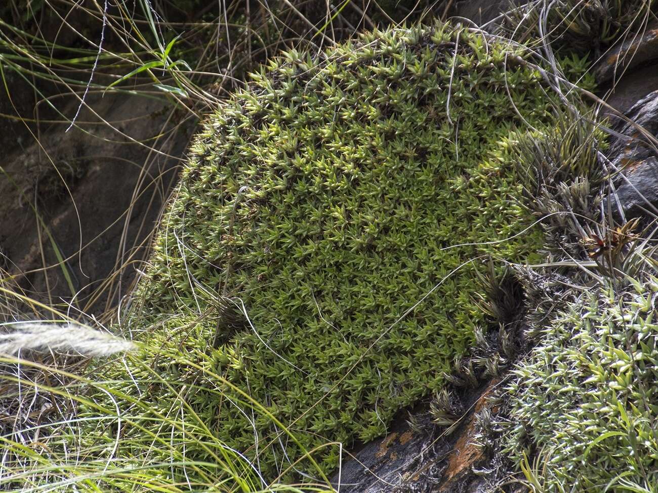 Image of Deuterocohnia brevifolia (Griseb.) M. A. Spencer & L. B. Sm.