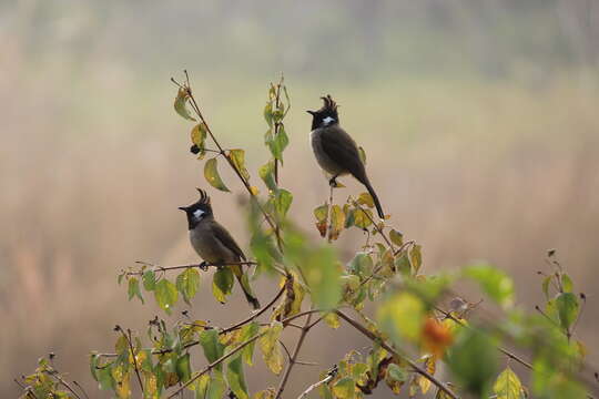 Image of Himalayan Bulbul