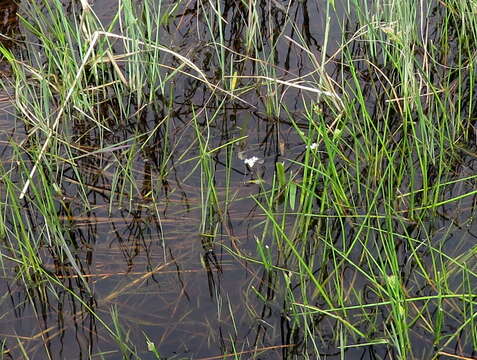 Image of Aponogeton angustifolius Aiton