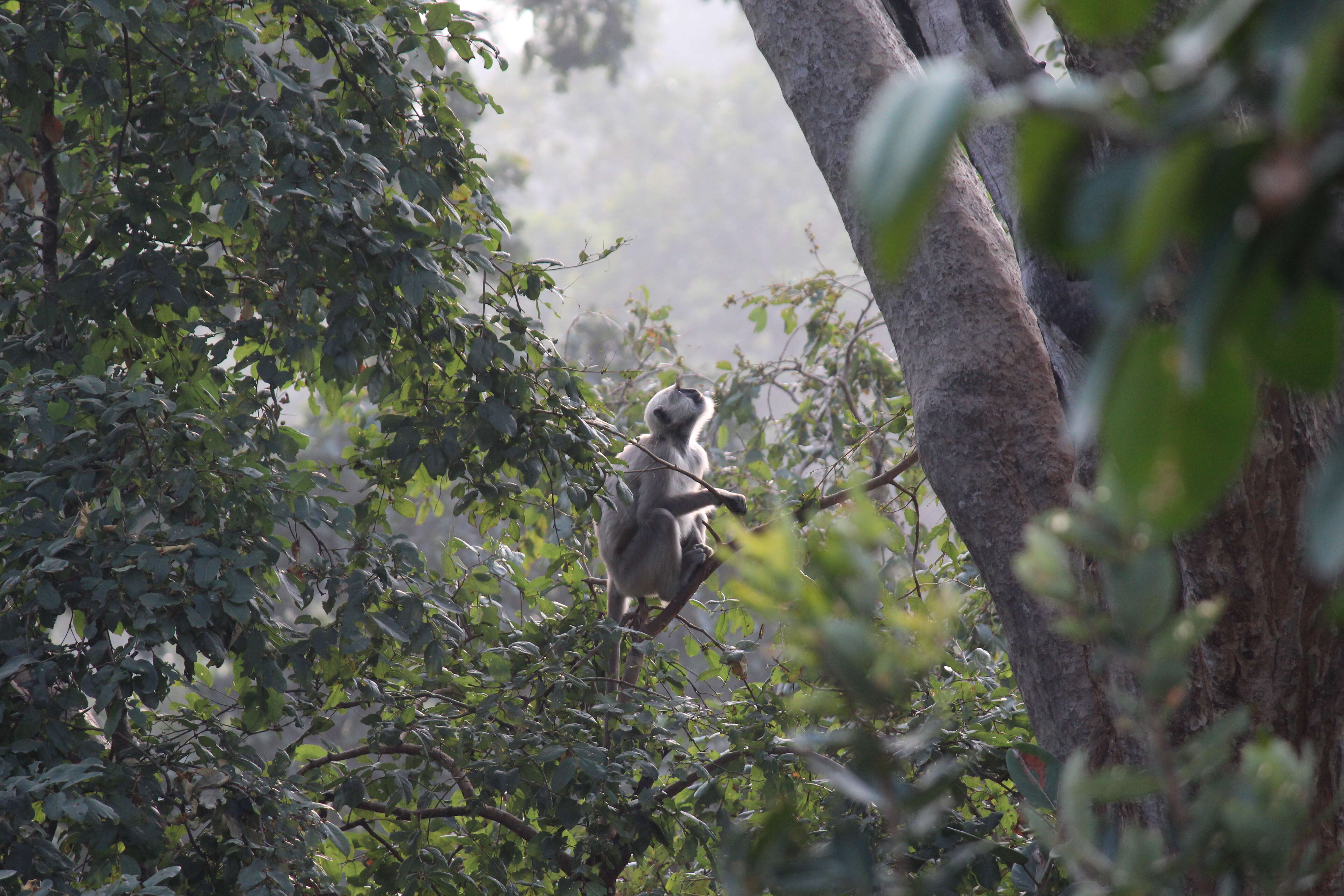 Semnopithecus hector (Pocock 1928) resmi