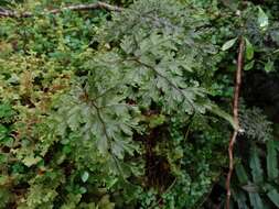 صورة Hymenophyllum scabrum A. Rich.