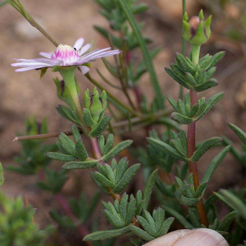 Image of Lampranthus leptaleon (Haw.) N. E. Br.