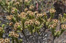 Plancia ëd Oedera squarrosa (L.) A. A. Anderberg & K. Bremer