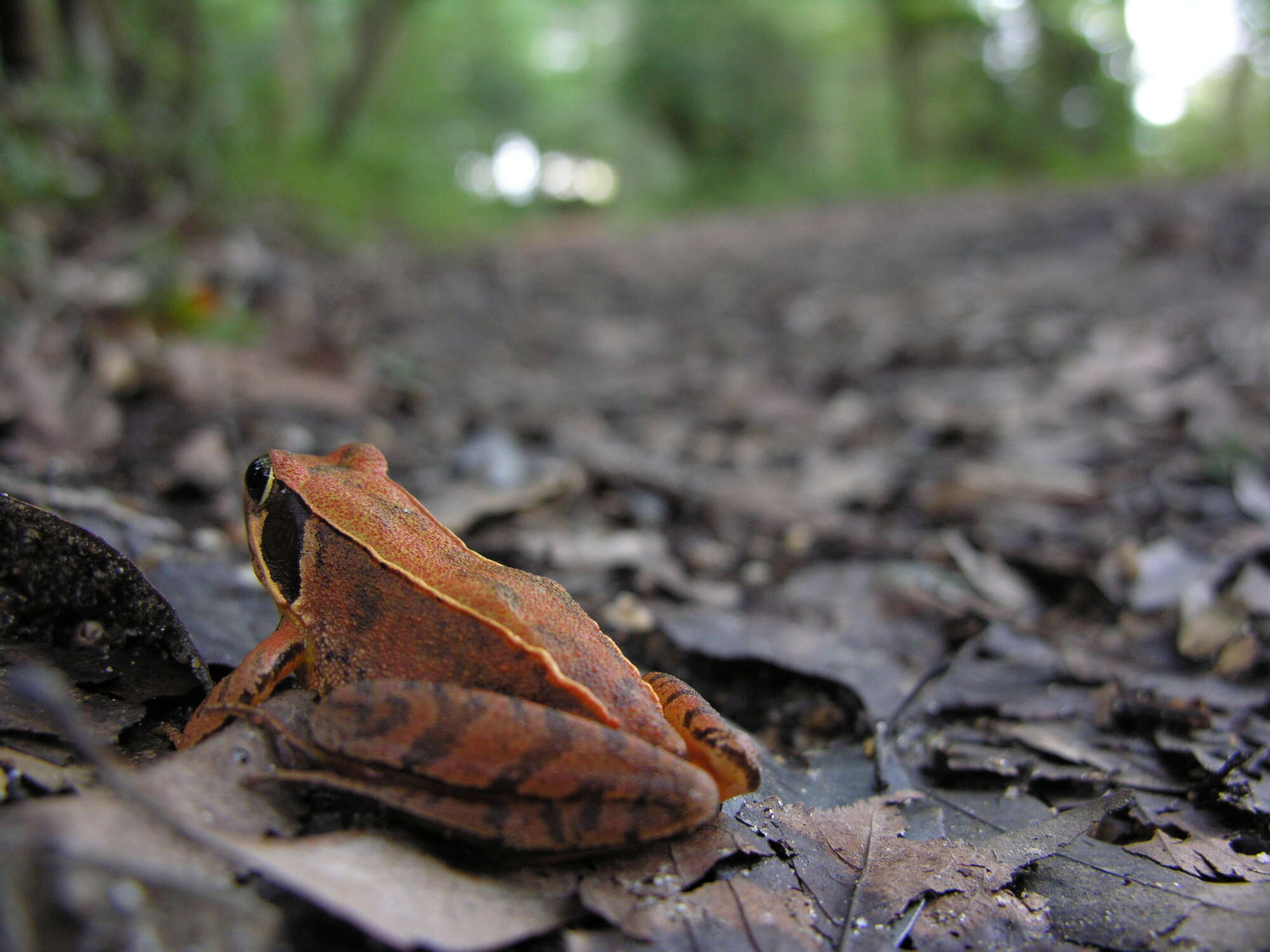 Image of Japanese Brown Frog