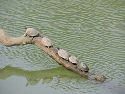 Image of Assam Roofed Turtle