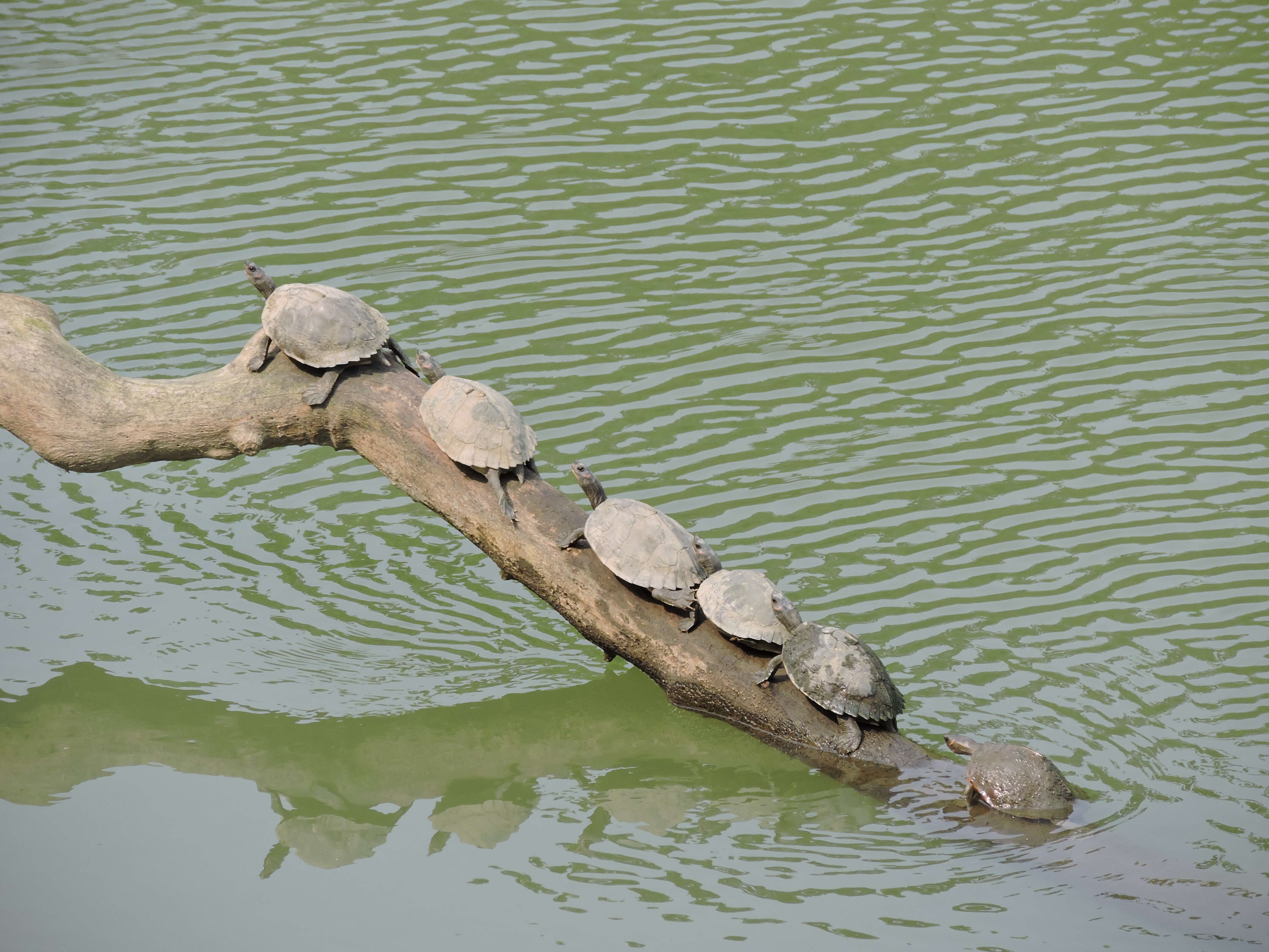 Image of Assam Roofed Turtle