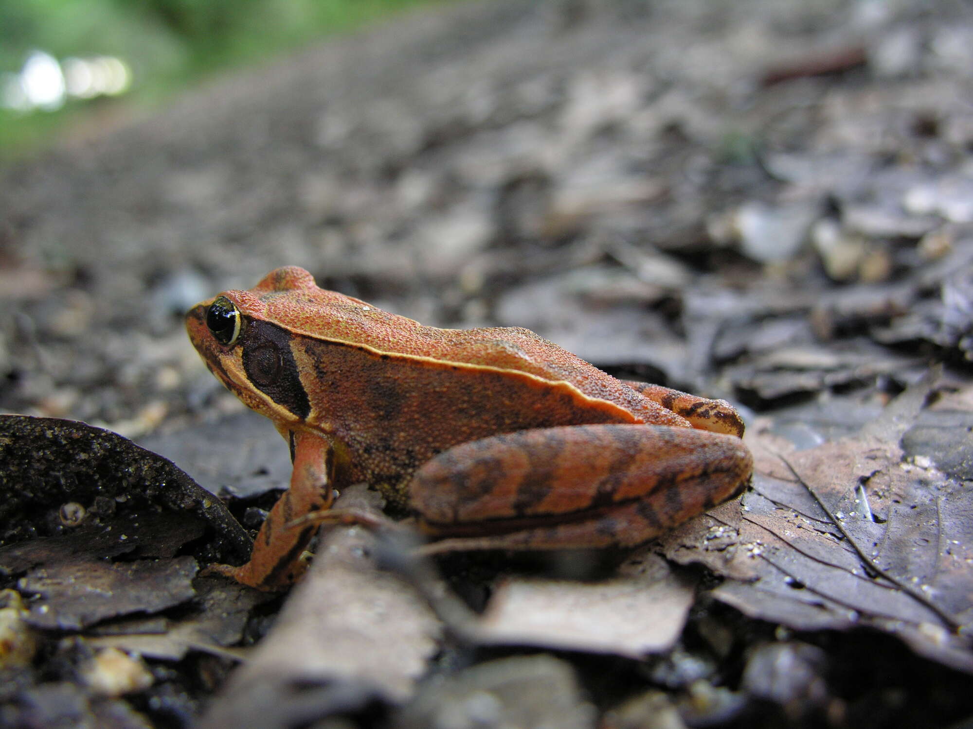 Image of Japanese Brown Frog