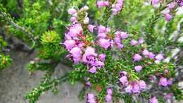 Image of heather