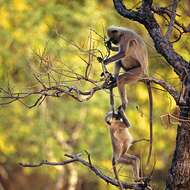 Image of Northern plains gray langur