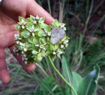 Image of Asclepias elata Benth.