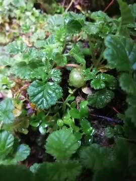 Rubus radicans Cav. resmi