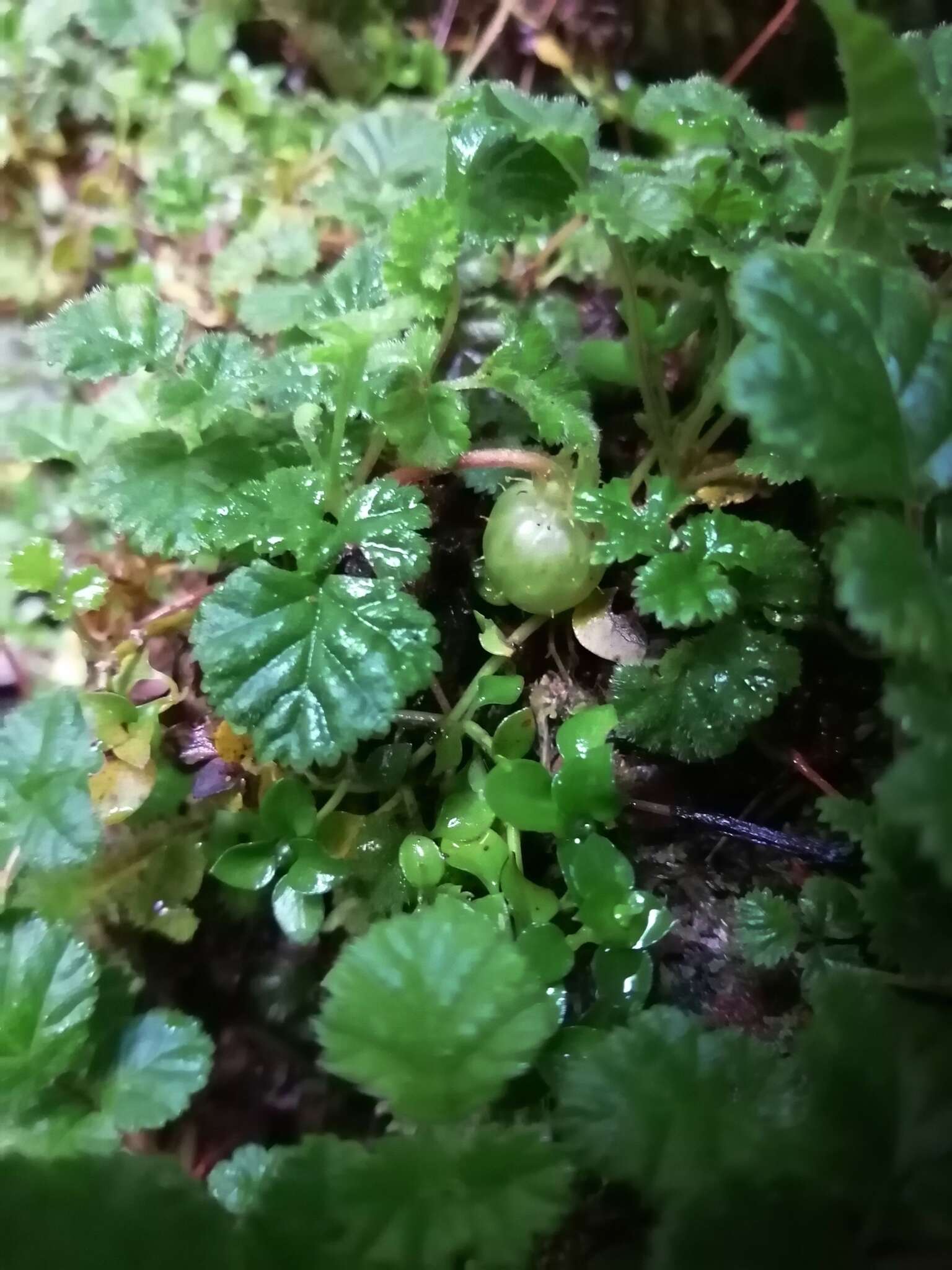 Image of Rubus radicans Cav.