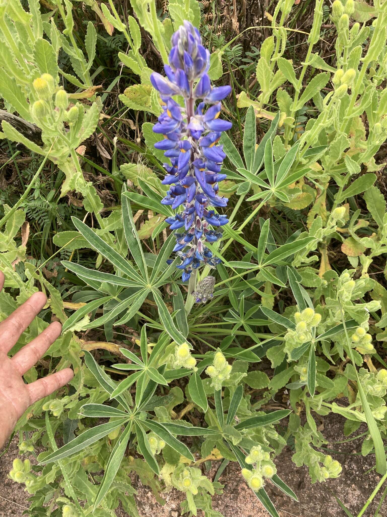 Image of Lupinus multiflorus Desr.