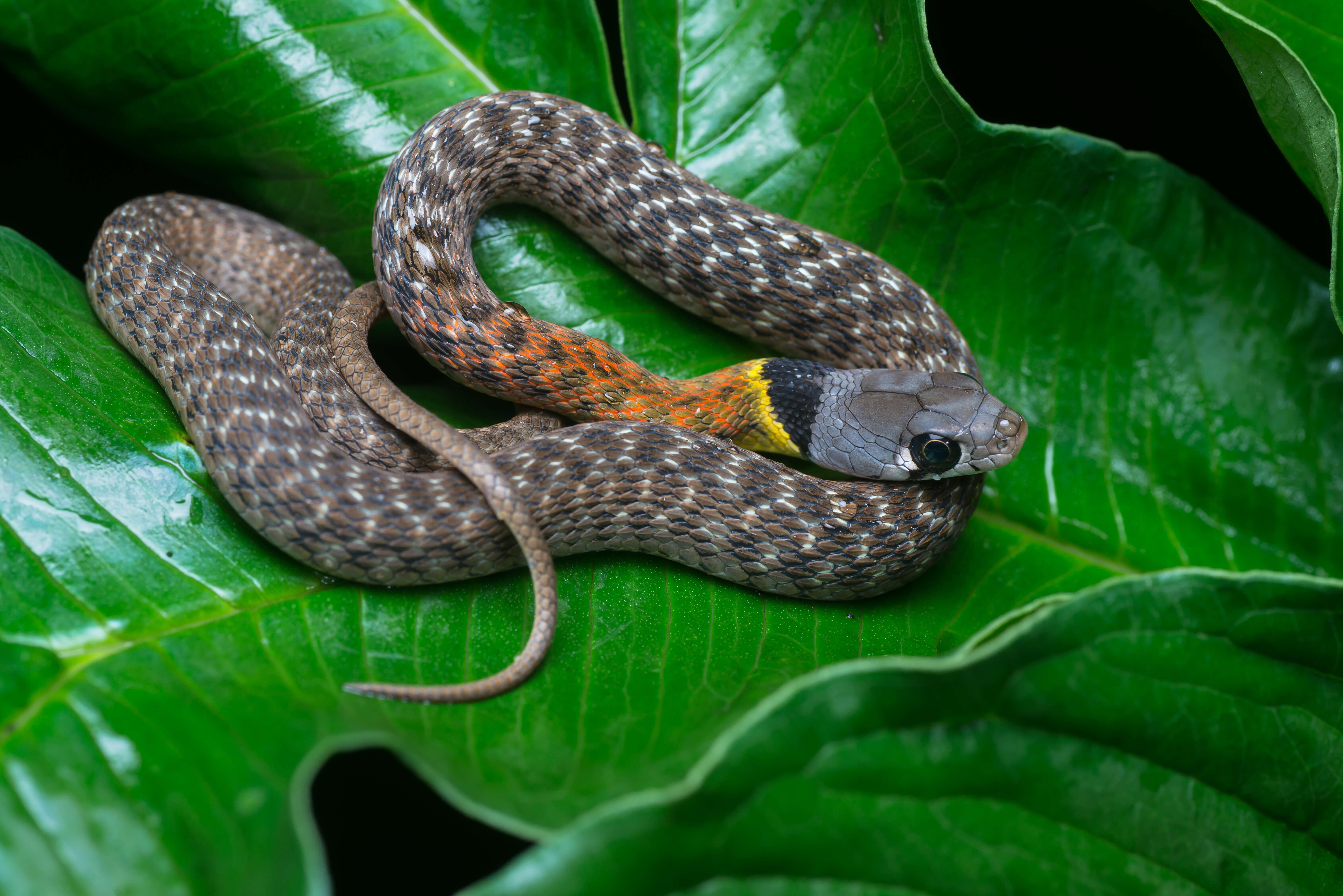 صورة Rhabdophis subminiatus (Schlegel 1837)