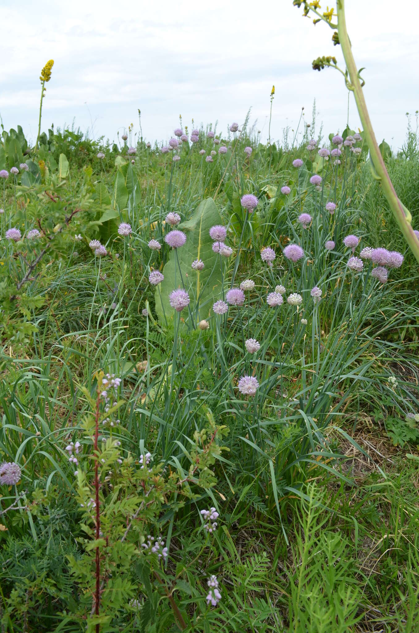 Image of Allium hymenorhizum Ledeb.