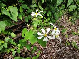 Image of Montanoa atriplicifolia (Pers.) Sch. Bip.