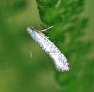 Imagem de Argyresthia retinella Zeller 1839