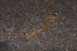 Image of Trinket Snake