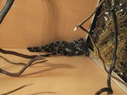 Image of Yellow Backed Ornamental Tarantula