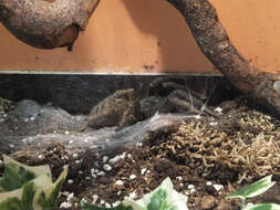 Image of Killimanjaro Baboon Tarantula