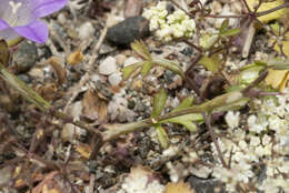 Image of Pimpinella cretica Poir.