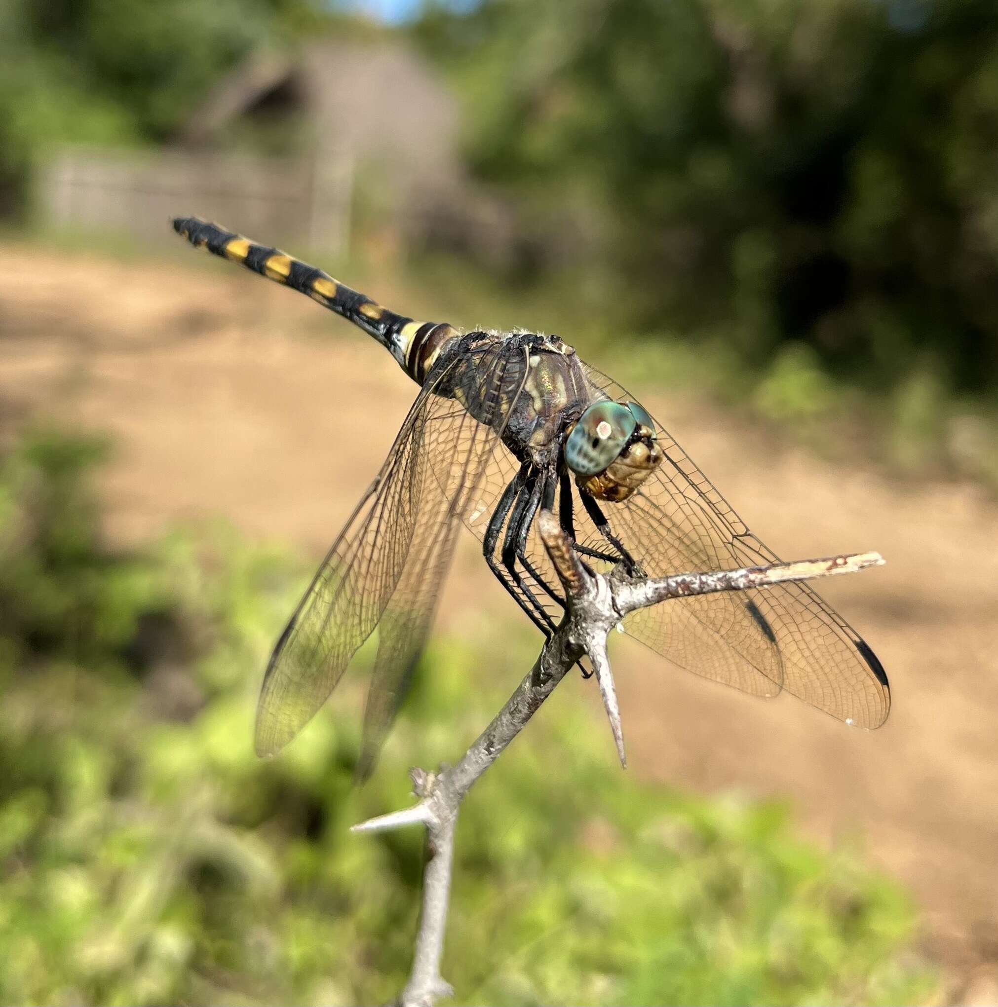 Image of Southern Riverking