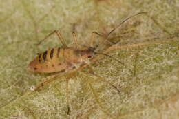 Image of Aphid