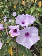 Слика од Ipomoea carnea subsp. fistulosa (Mart. ex Choisy) D. F. Austin