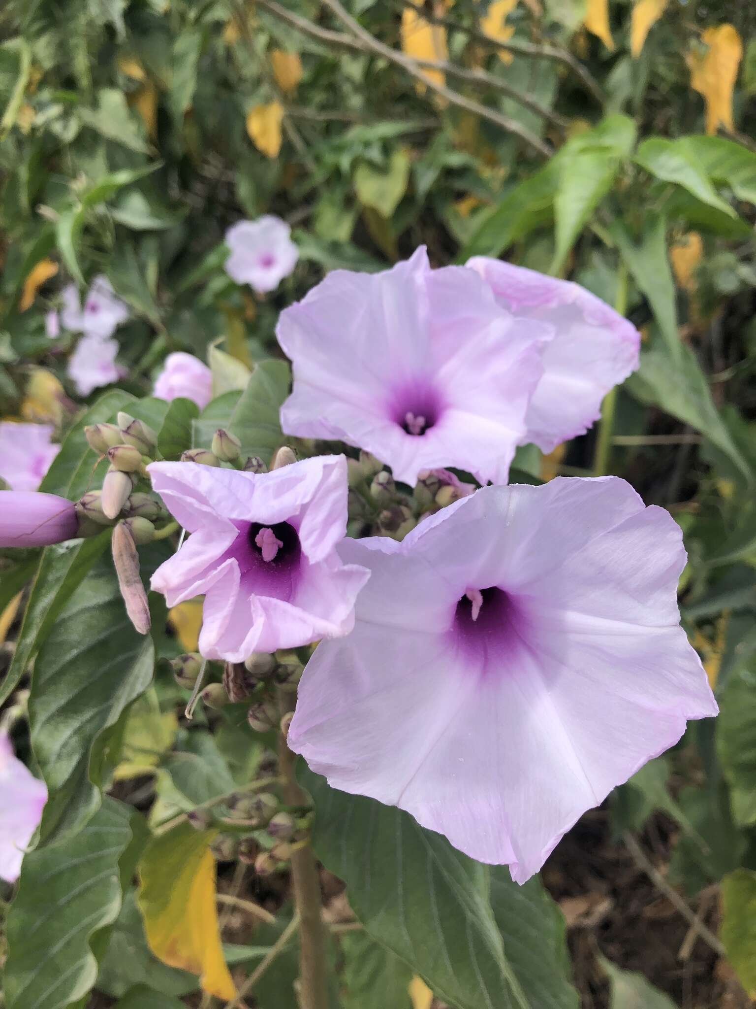 Imagem de Ipomoea carnea subsp. fistulosa (Mart. ex Choisy) D. F. Austin