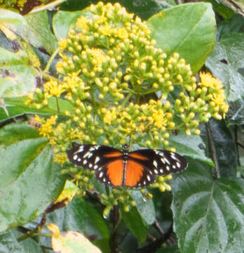 Image of Heliconius hecalesia formosus Bates 1863