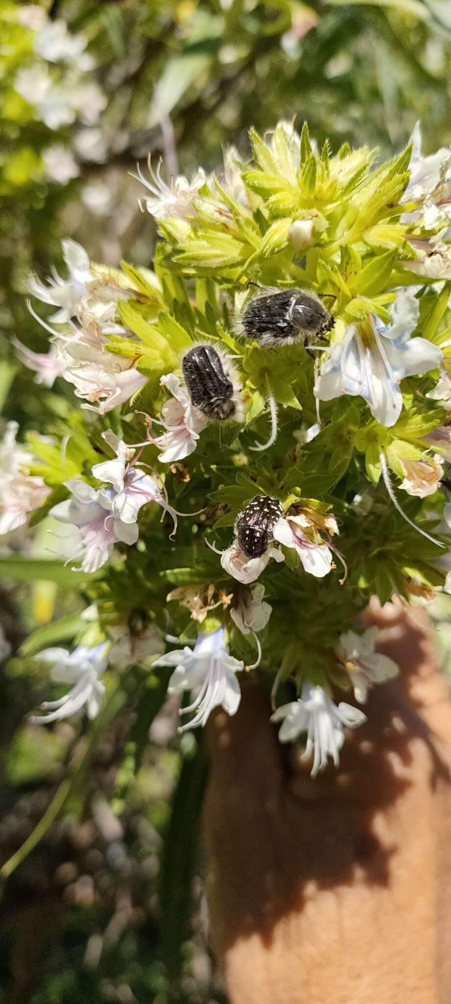 Image of Echium decaisnei Webb & Berth.