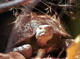 Image of desert tortoise