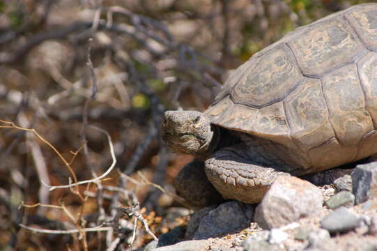 Image of desert tortoise