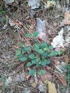 Image of teesdale violet