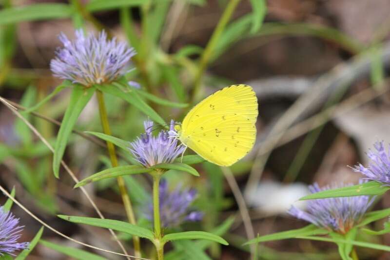 Слика од Eurema alitha (Felder & Felder 1862)