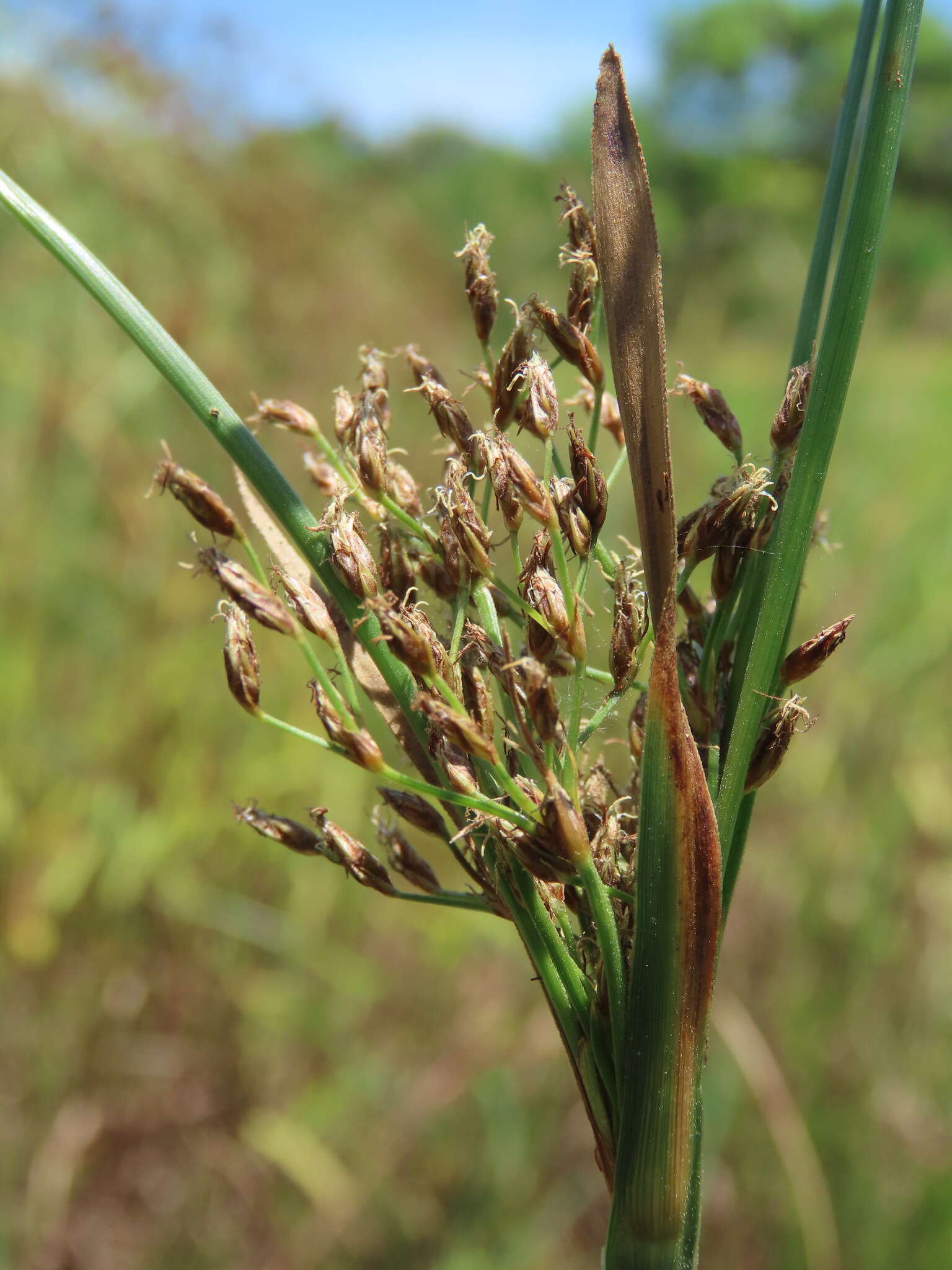 Image de Fimbristylis complanata (Retz.) Link